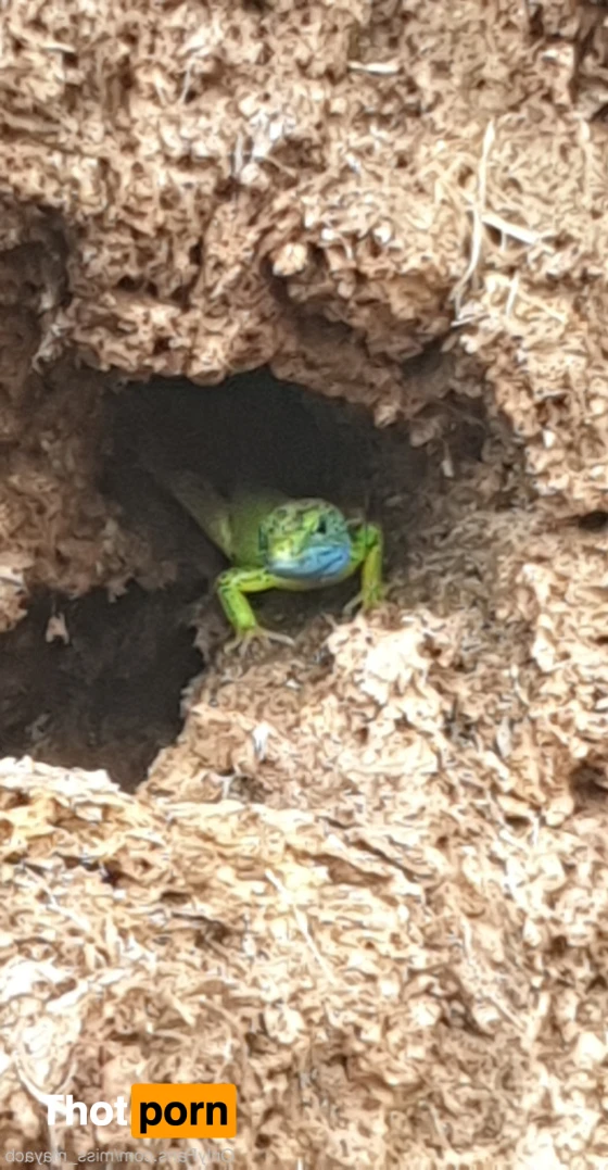 ✨ Maya ✨ 12939112