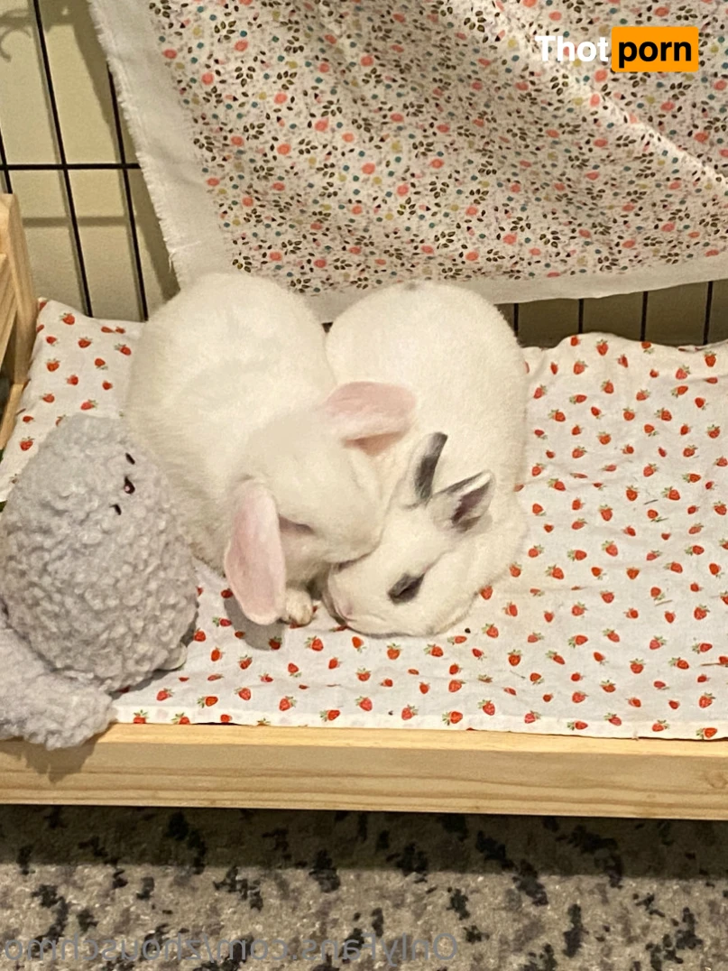 ✿  *ﾟ♡(˶ˆ꒳ˆ˶) Angela bunny (˶ˆ꒳ˆ˶)*ﾟ✿ 15339367