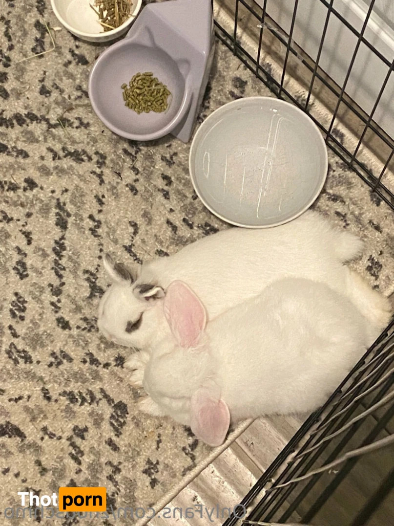 ✿  *ﾟ♡(˶ˆ꒳ˆ˶) Angela bunny (˶ˆ꒳ˆ˶)*ﾟ✿ 15341784