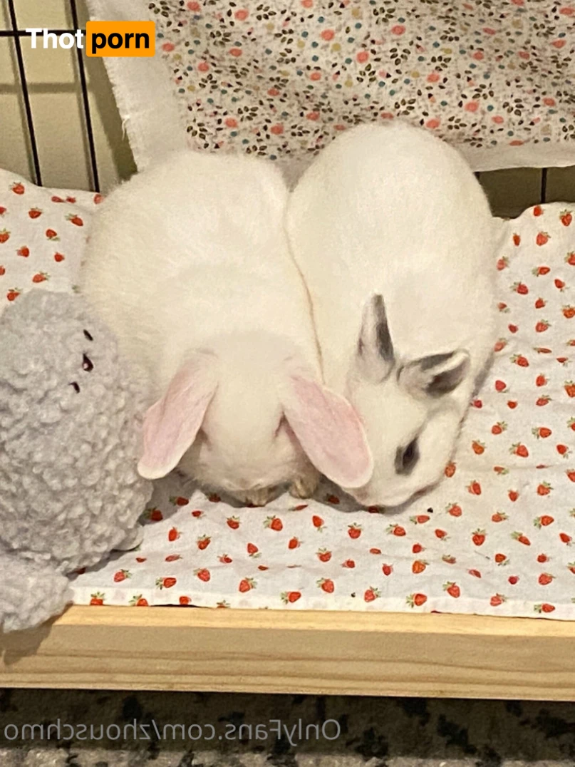 ✿  *ﾟ♡(˶ˆ꒳ˆ˶) Angela bunny (˶ˆ꒳ˆ˶)*ﾟ✿ 15368731