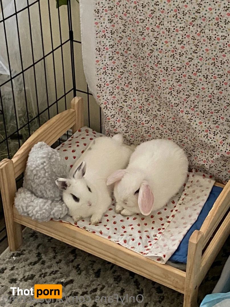 ✿  *ﾟ♡(˶ˆ꒳ˆ˶) Angela bunny (˶ˆ꒳ˆ˶)*ﾟ✿ 15394802