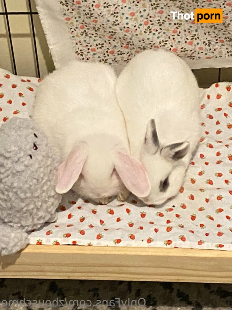 ✿  *ﾟ♡(˶ˆ꒳ˆ˶) Angela bunny (˶ˆ꒳ˆ˶)*ﾟ✿ 15404688