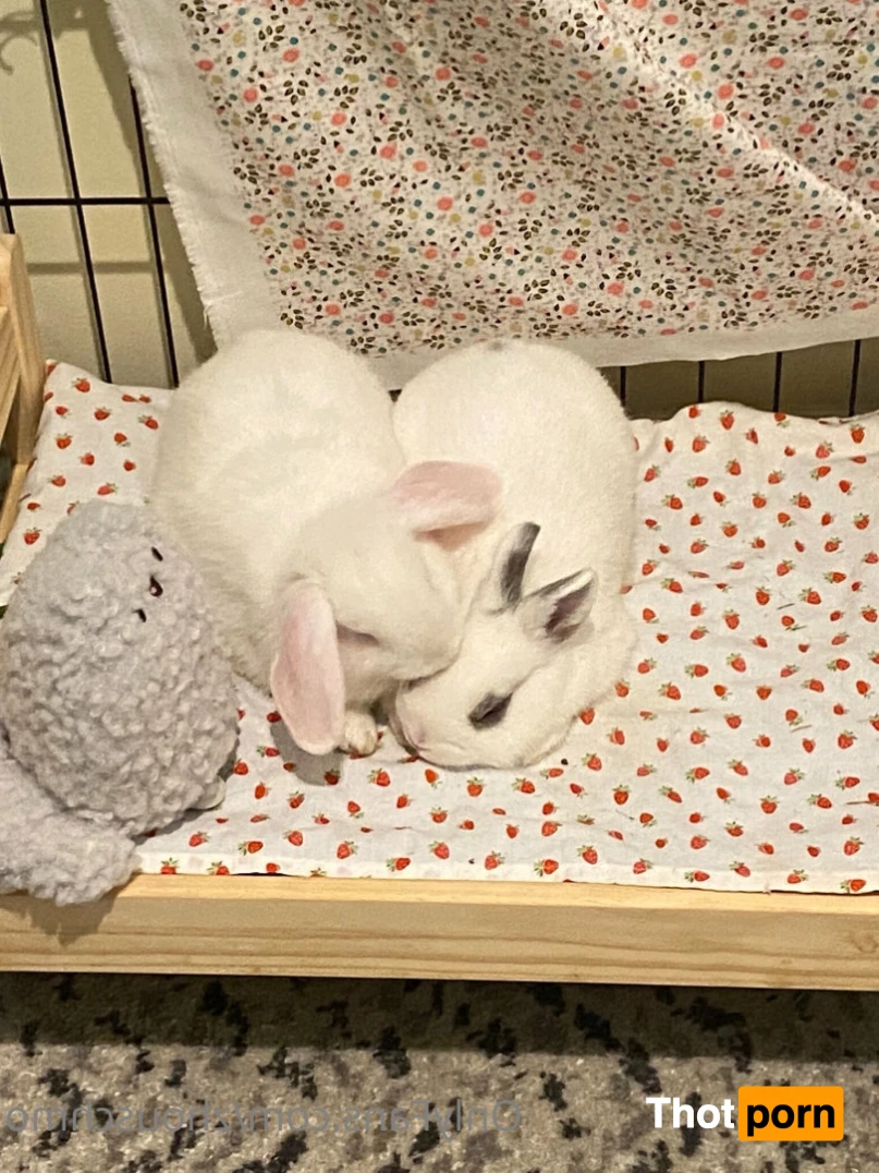 ✿  *ﾟ♡(˶ˆ꒳ˆ˶) Angela bunny (˶ˆ꒳ˆ˶)*ﾟ✿ 15432773