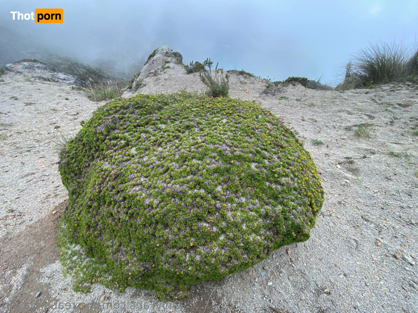 The Real Ninja Girl 🥷🔥 12886174