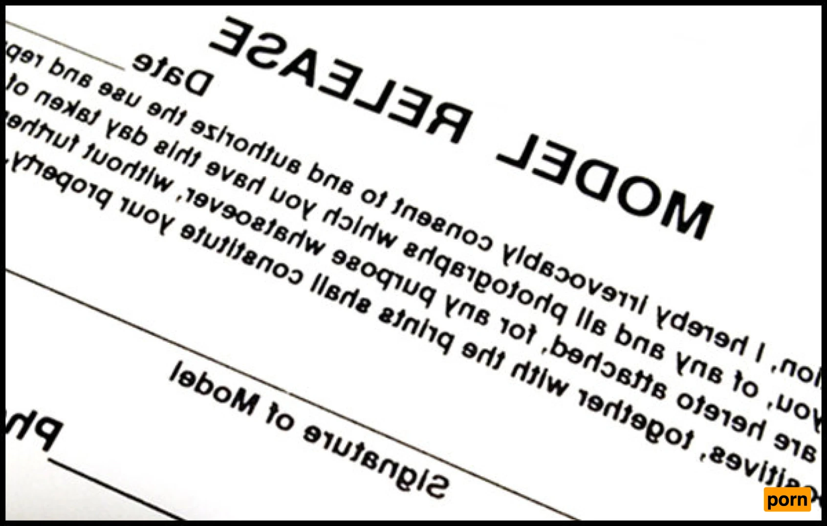 Wandering Cinnamon - Premium 14515978