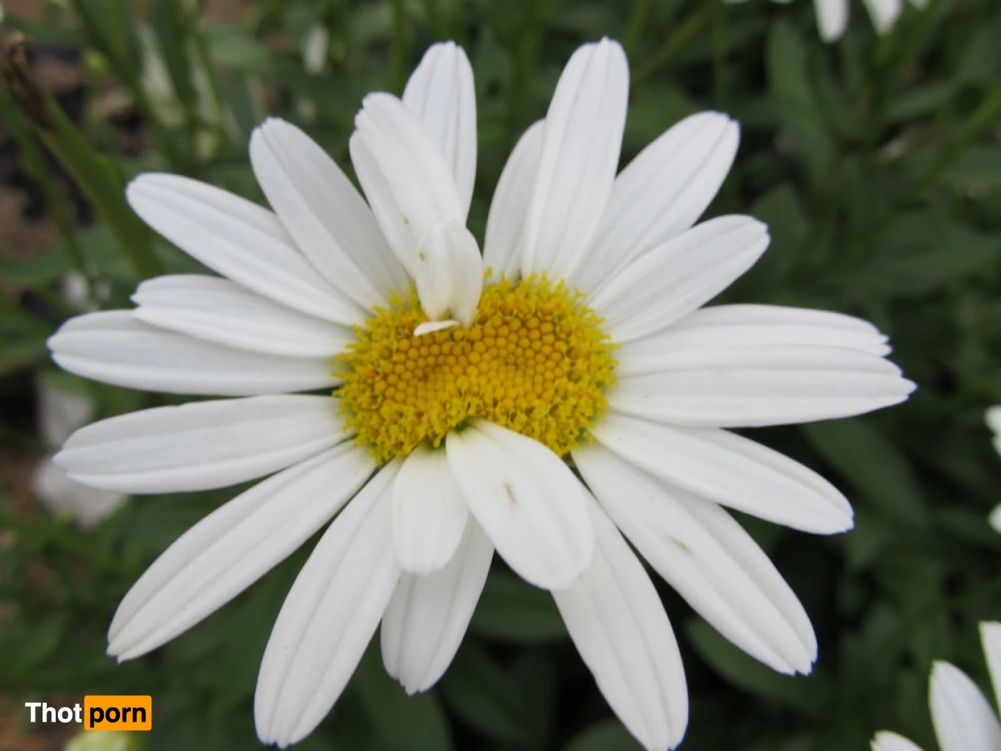 Valeria Atreides 15389517