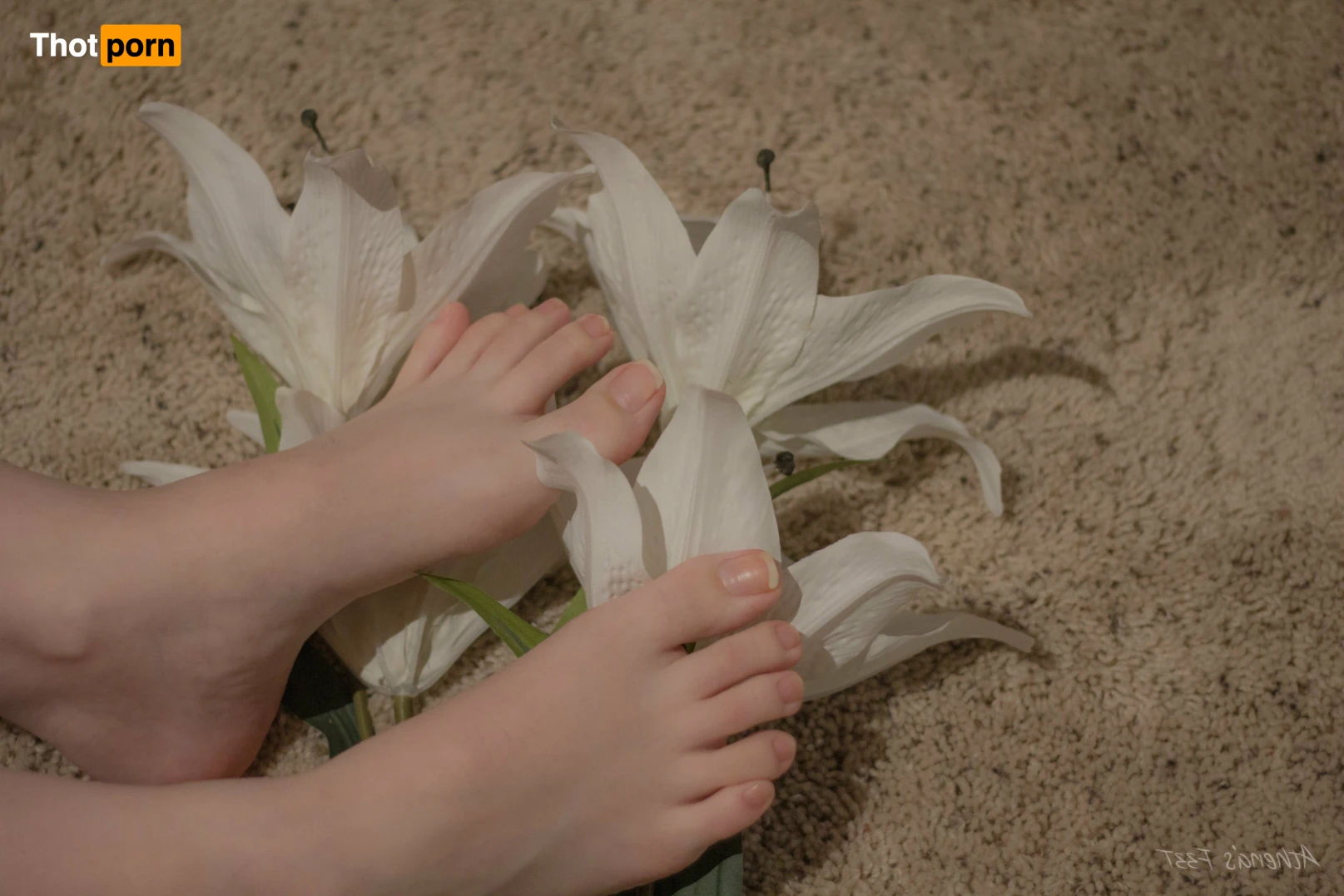 Athena's Feet 14312425