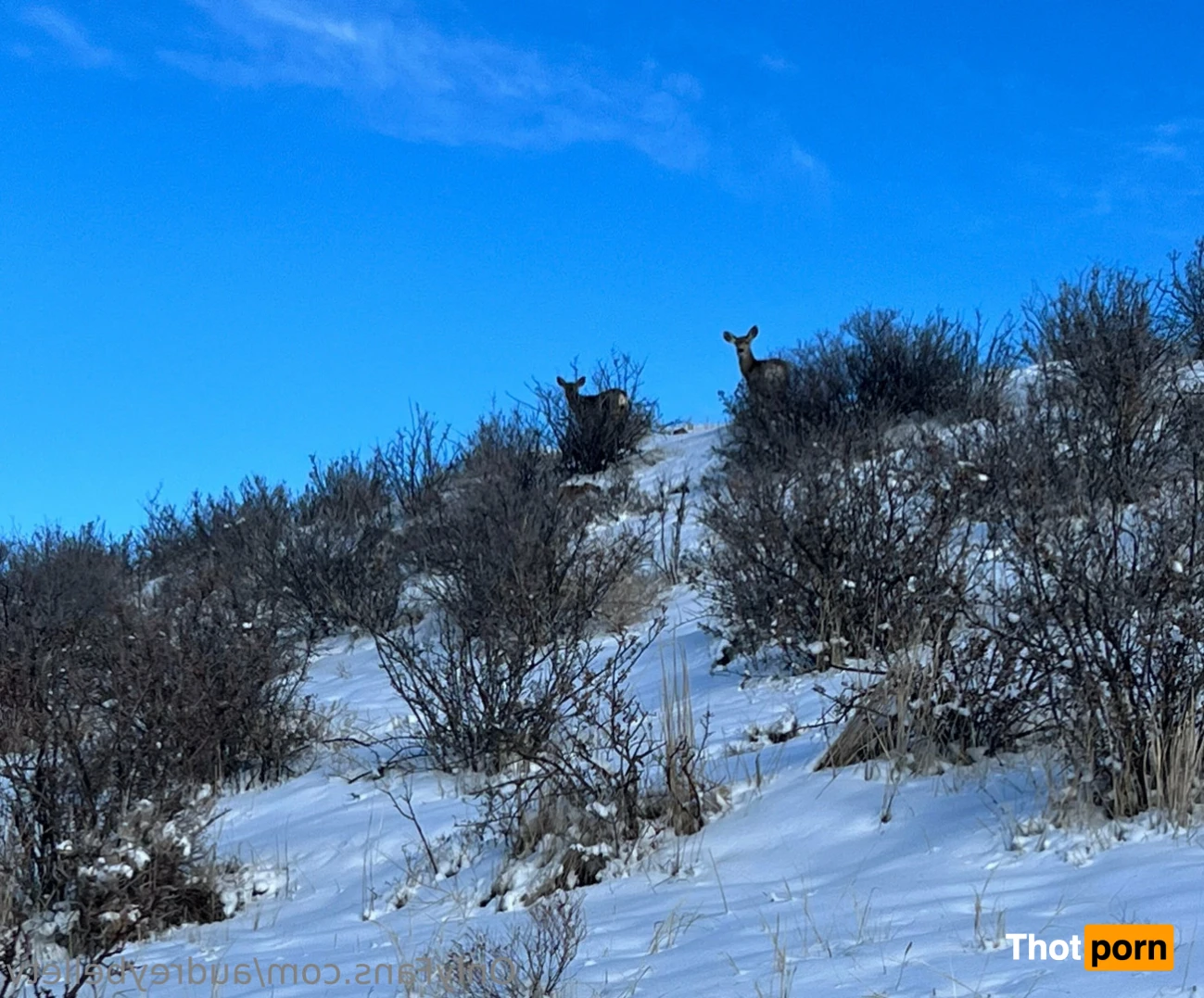 AudreyBelleTV 16368269