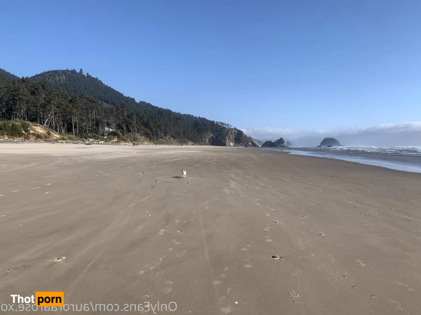 Auroraa Rose XO 16367678