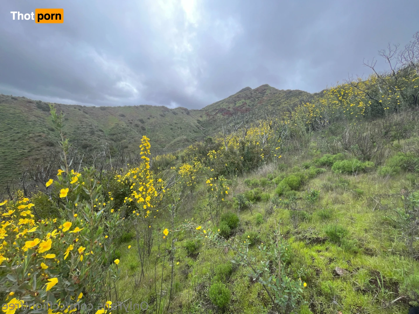 CC Flight FREE 14865644