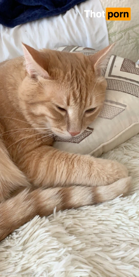 Christy Love 14297239