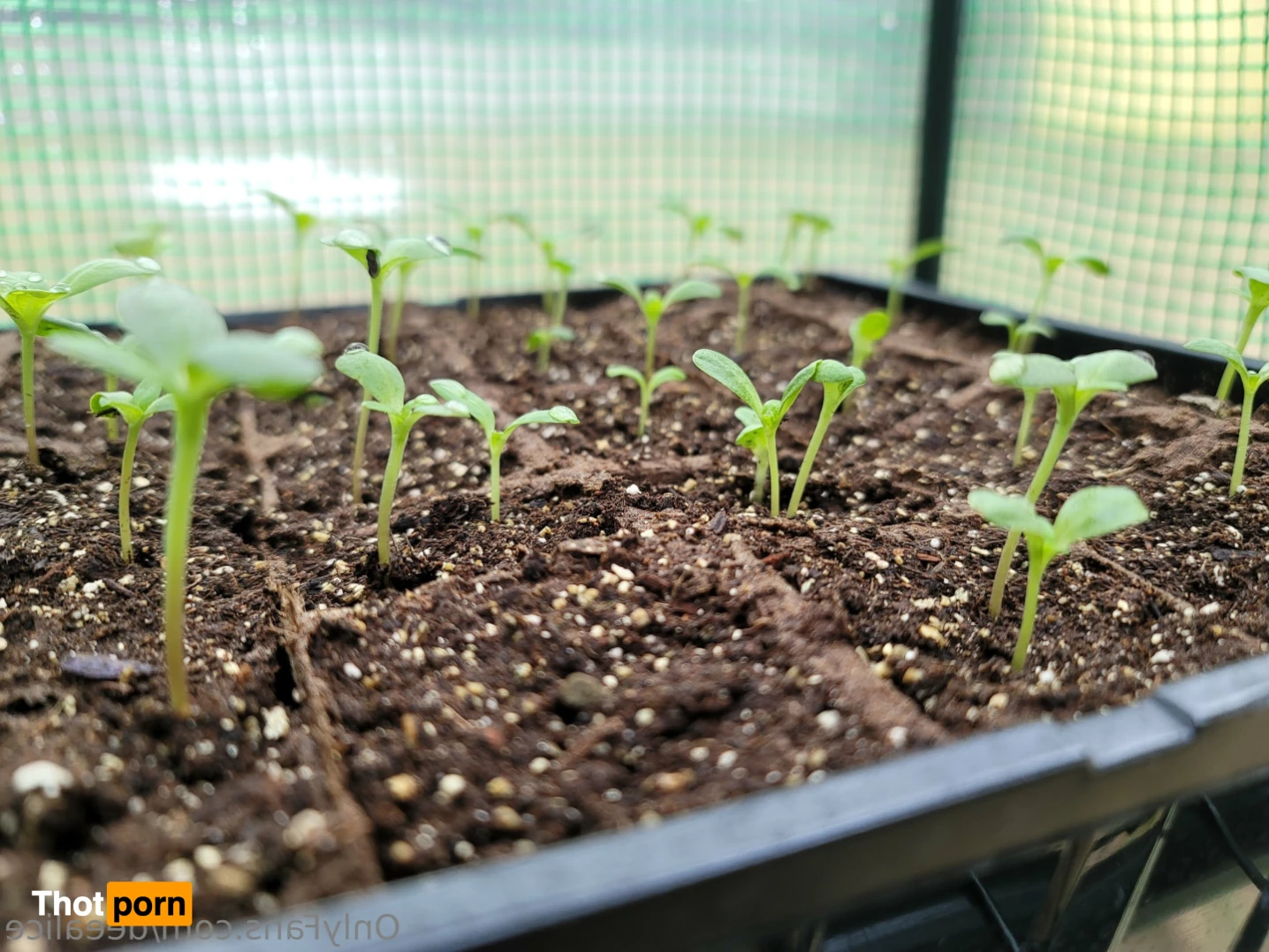 Dee Alice🌲🌷 13167626