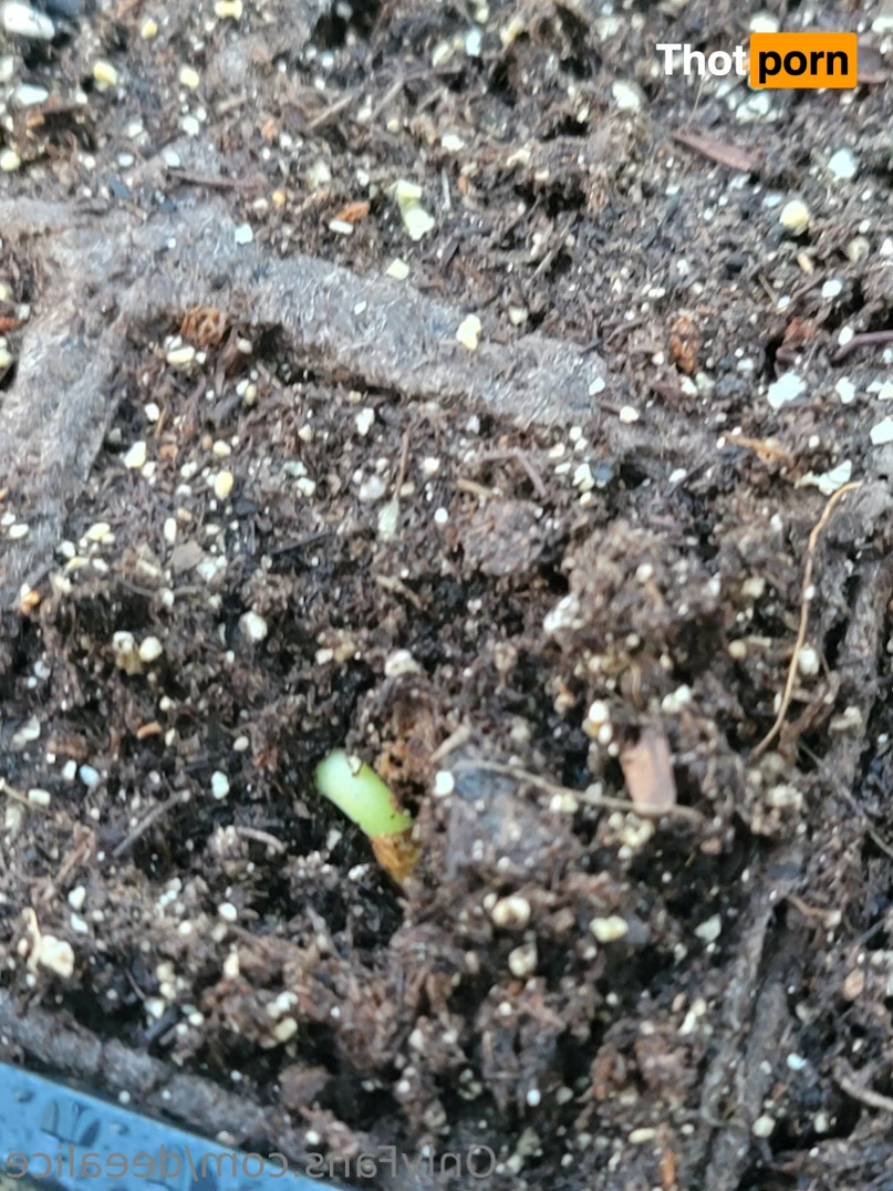 Dee Alice🌲🌷 13167715