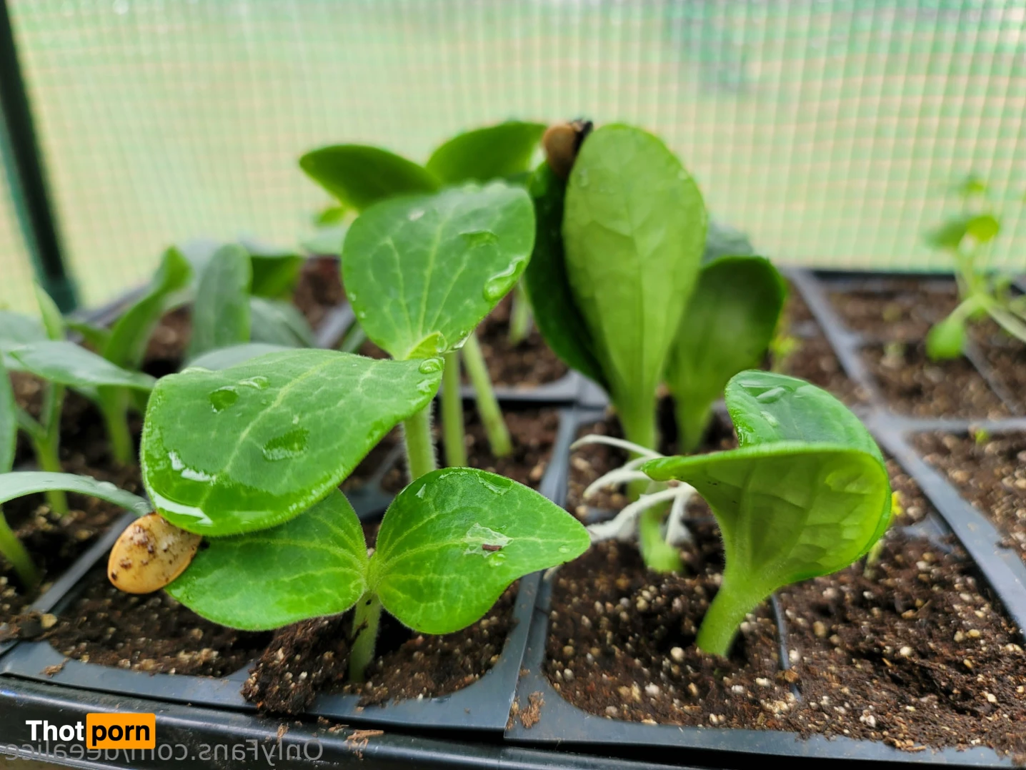 Dee Alice🌲🌷 13168236