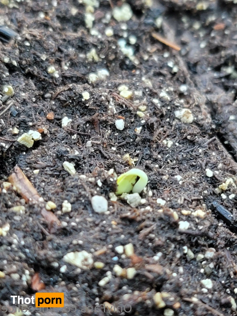 Dee Alice🌲🌷 13168454