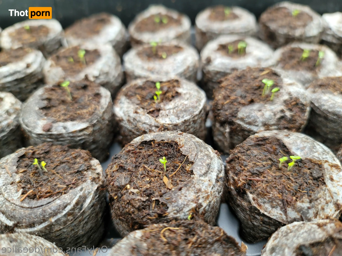 Dee Alice🌲🌷 13168512