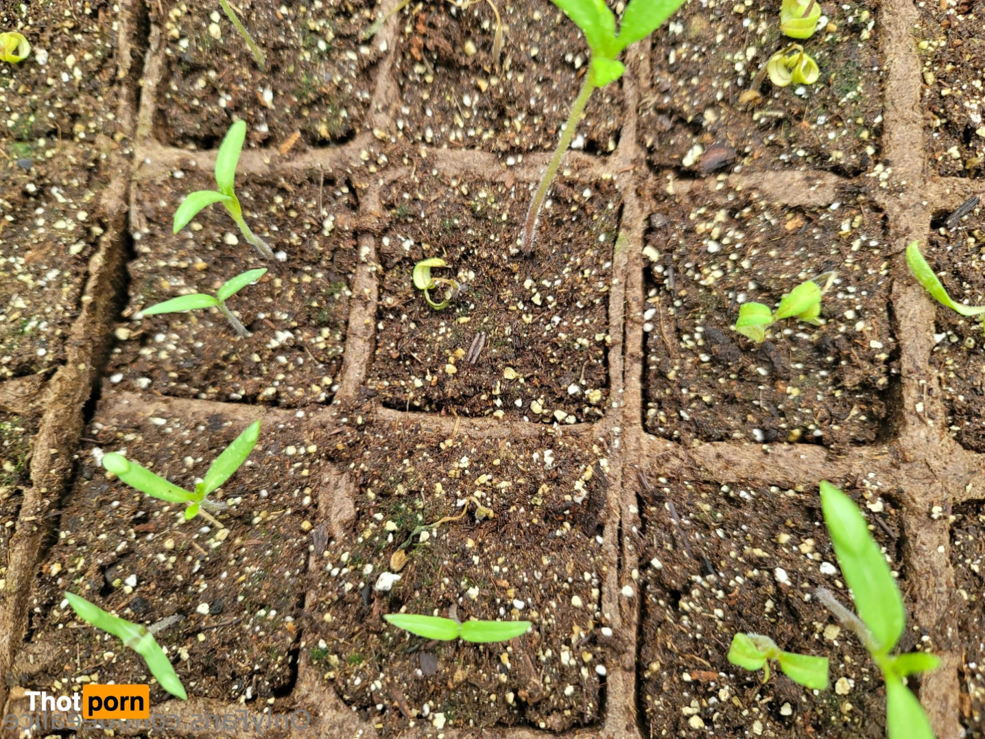 Dee Alice🌲🌷 13168743