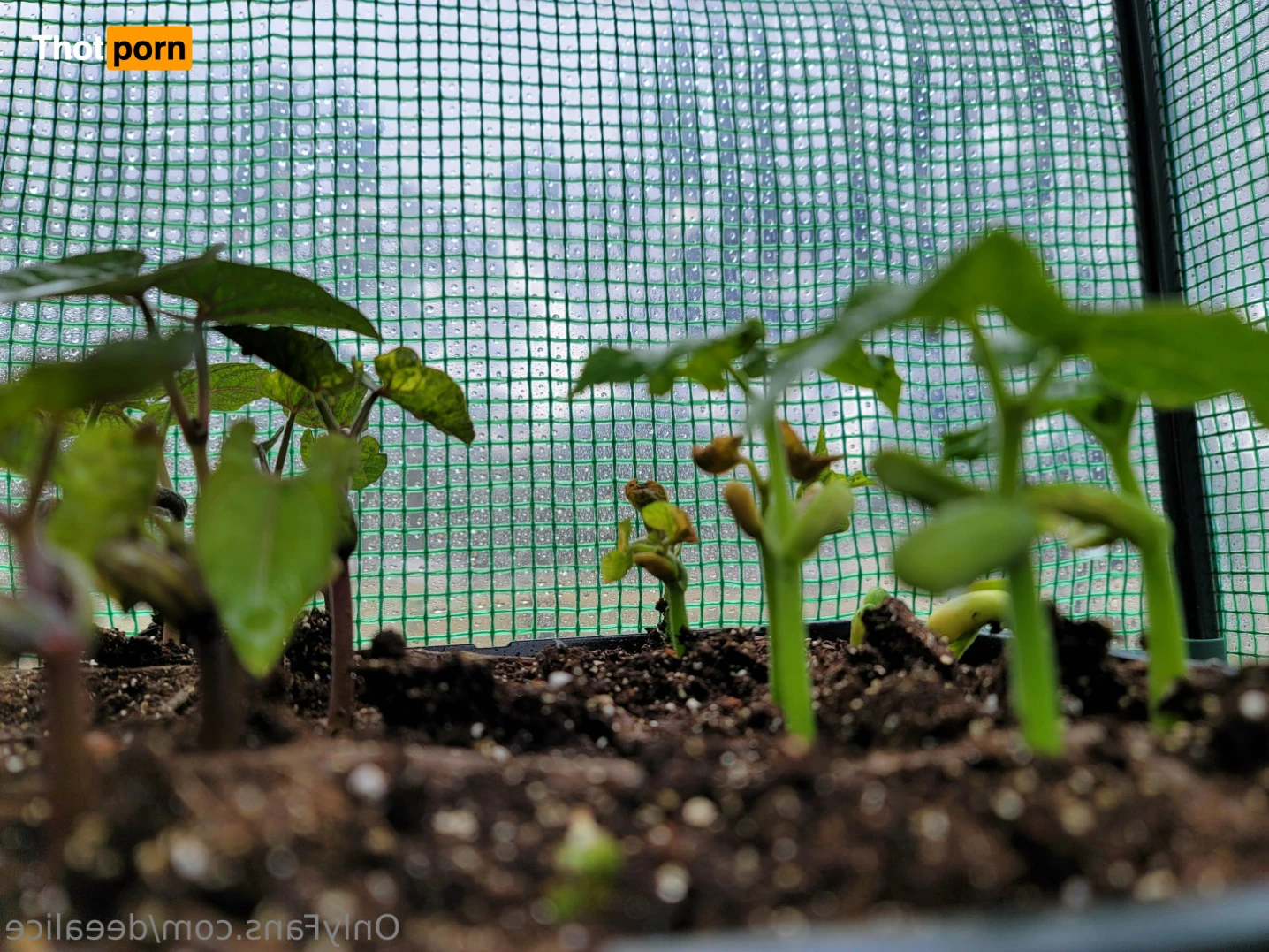 Dee Alice🌲🌷 13168761