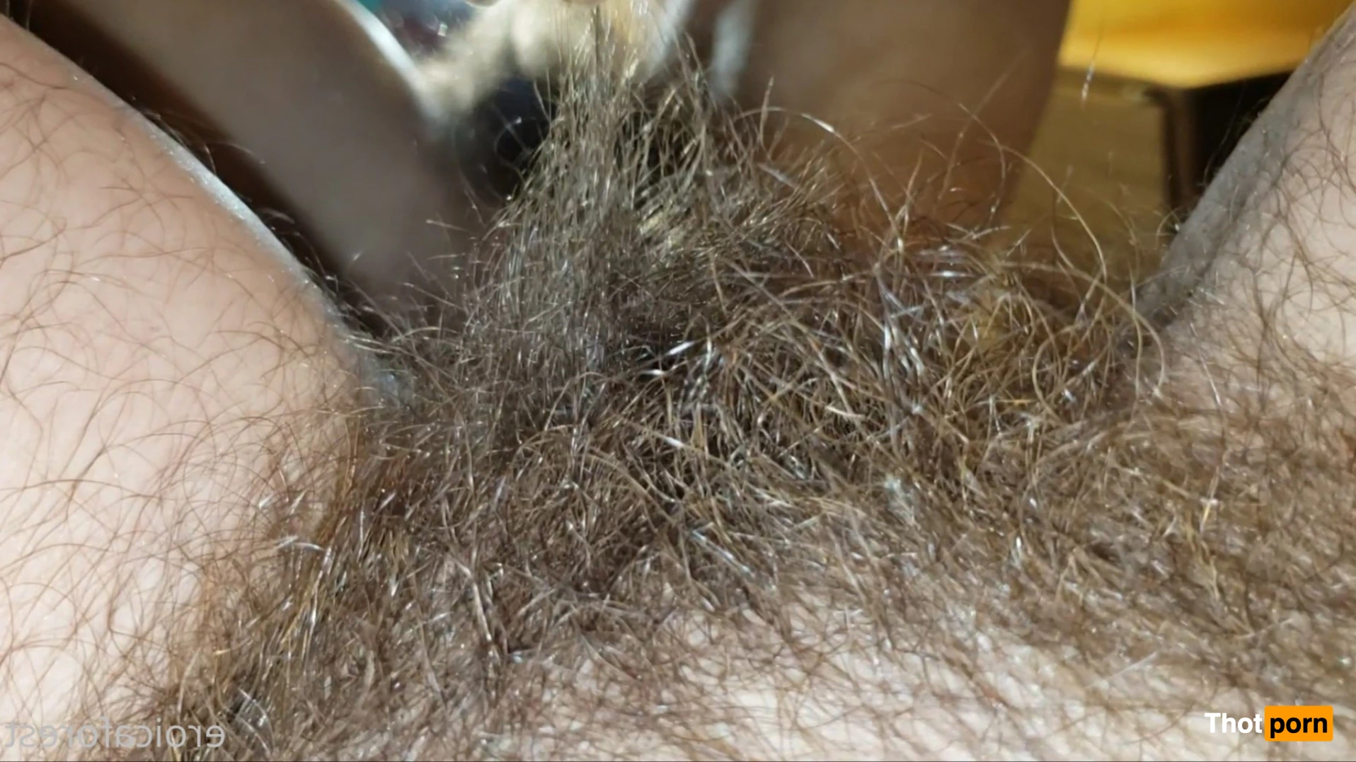 Eroica Forest 12576400