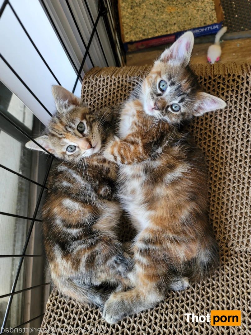 Foster Kitten Dad 16323882