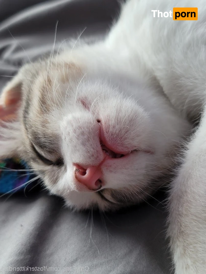 Foster Kitten Dad 16323908