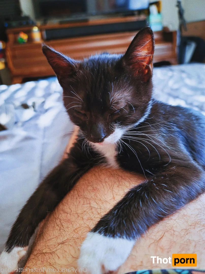 Foster Kitten Dad 16323933