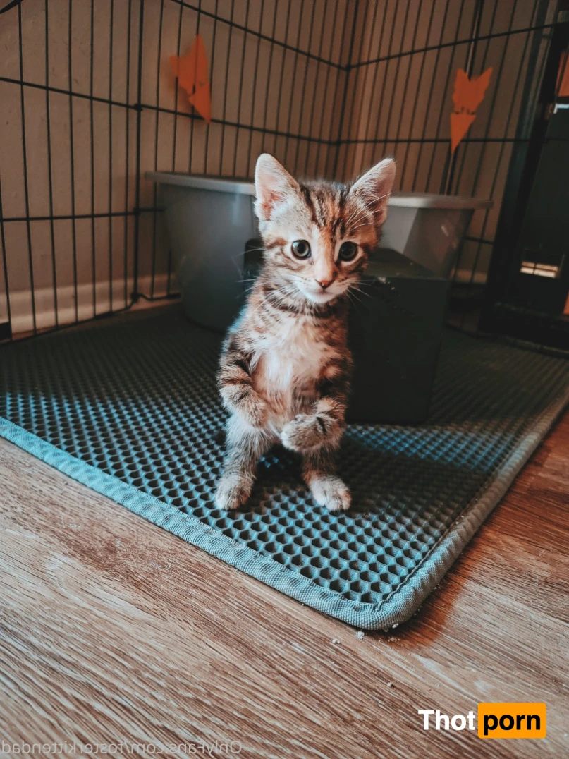 Foster Kitten Dad 16323954