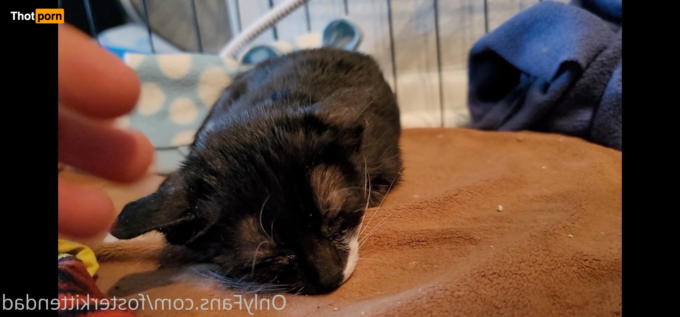 Foster Kitten Dad 16323976