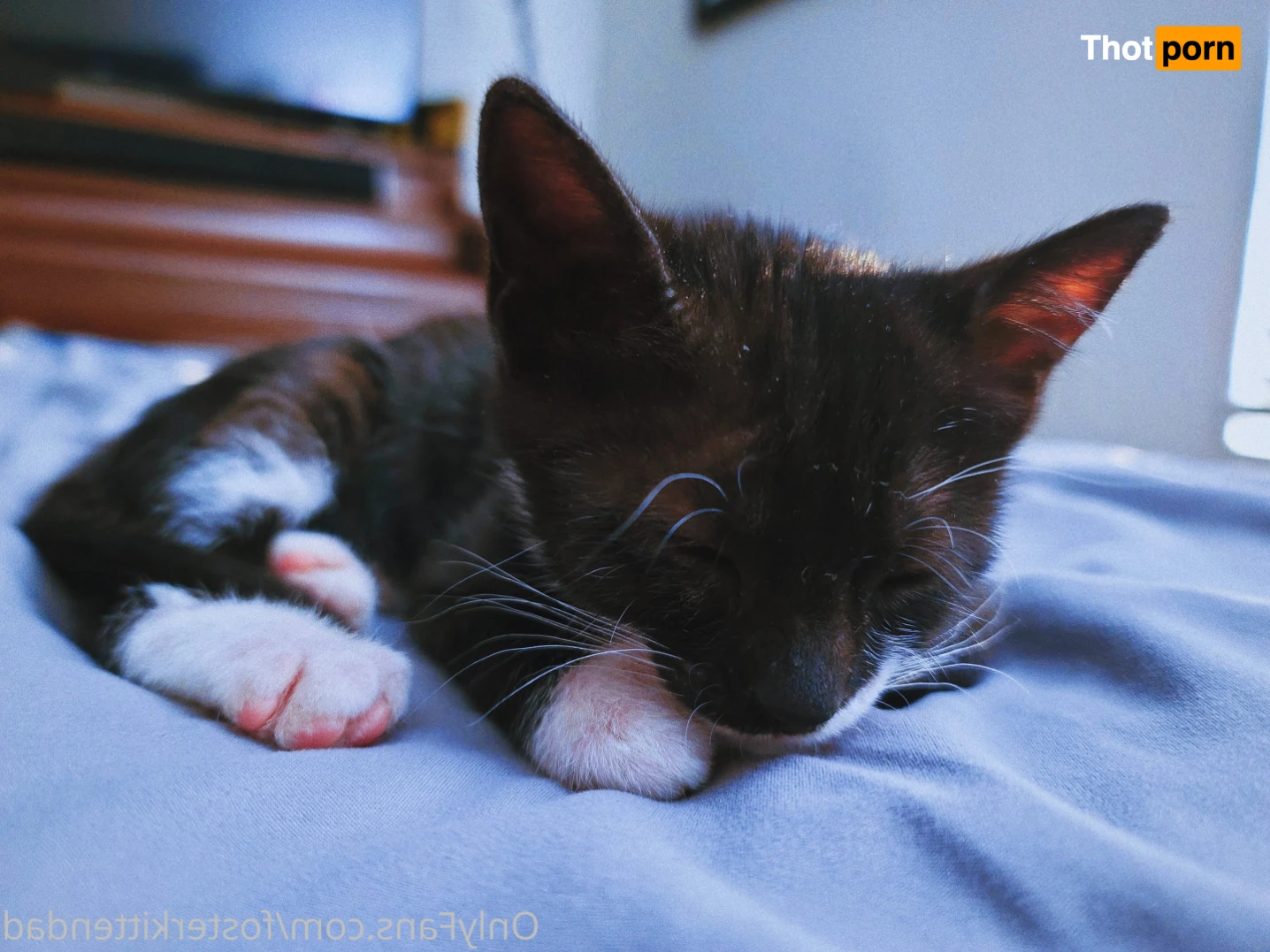 Foster Kitten Dad 16324017