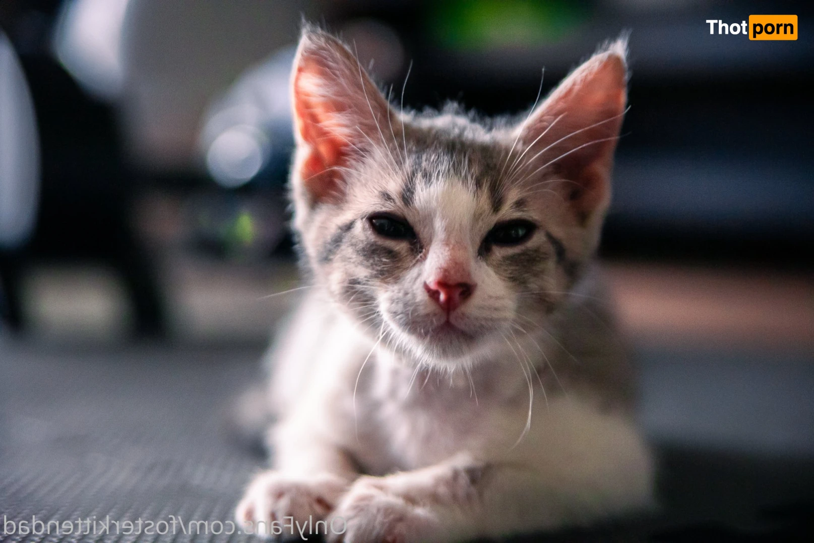 Foster Kitten Dad 16324051