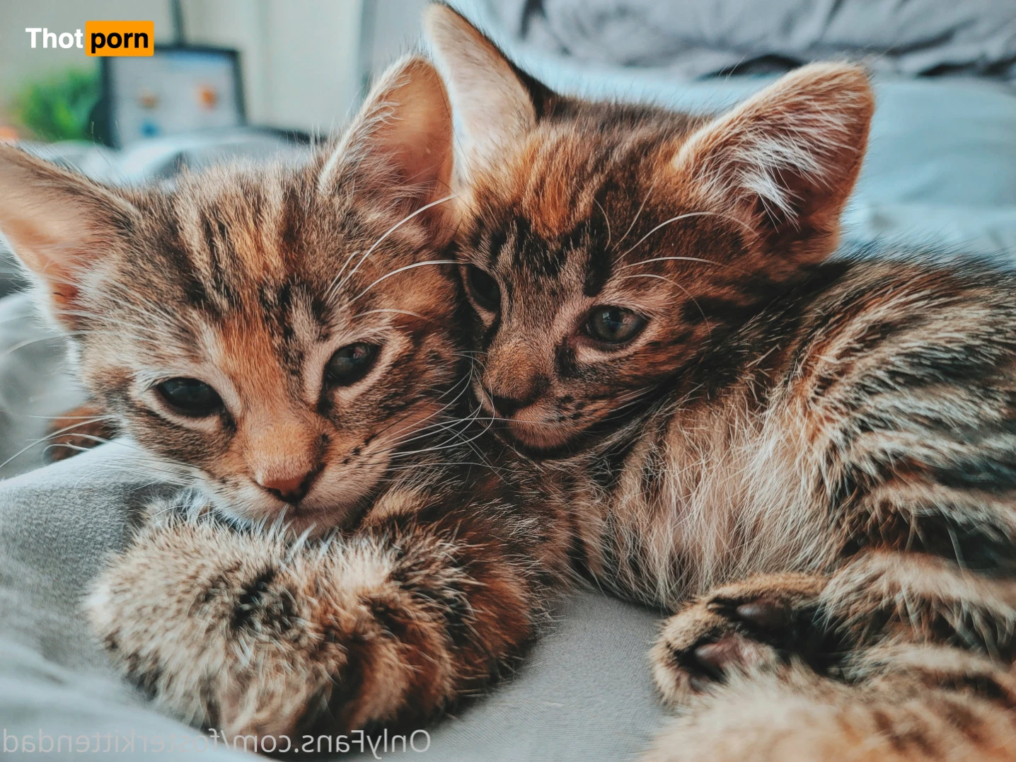 Foster Kitten Dad 16324082