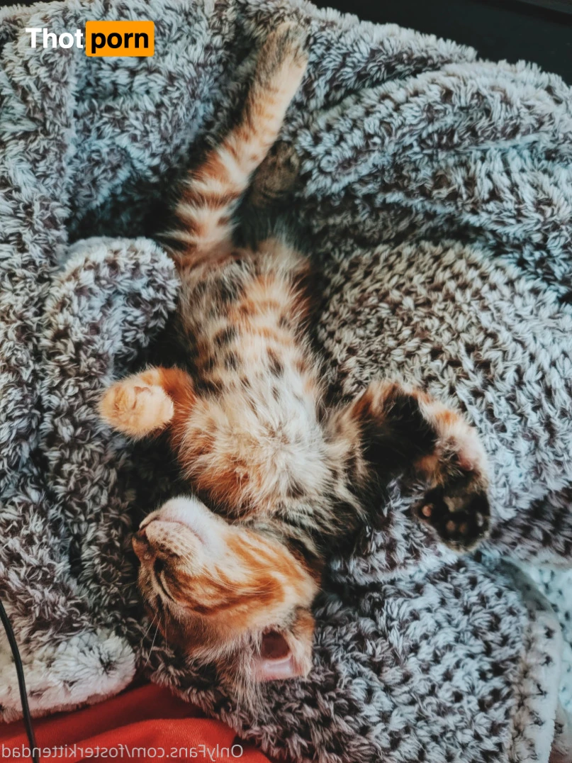 Foster Kitten Dad 16324121