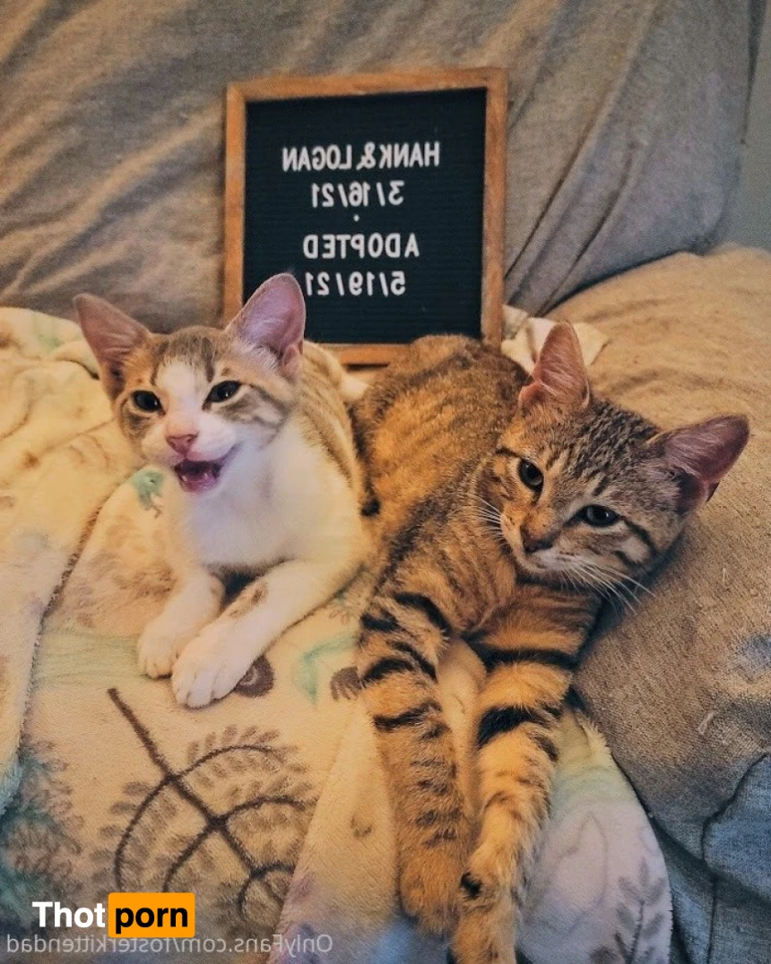 Foster Kitten Dad 16324205