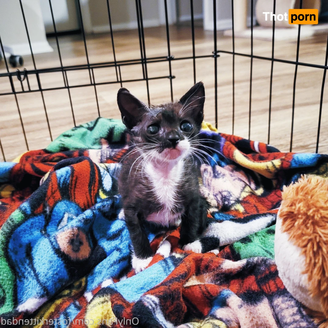 Foster Kitten Dad 16324232