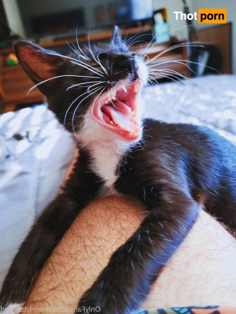 Foster Kitten Dad 16324265