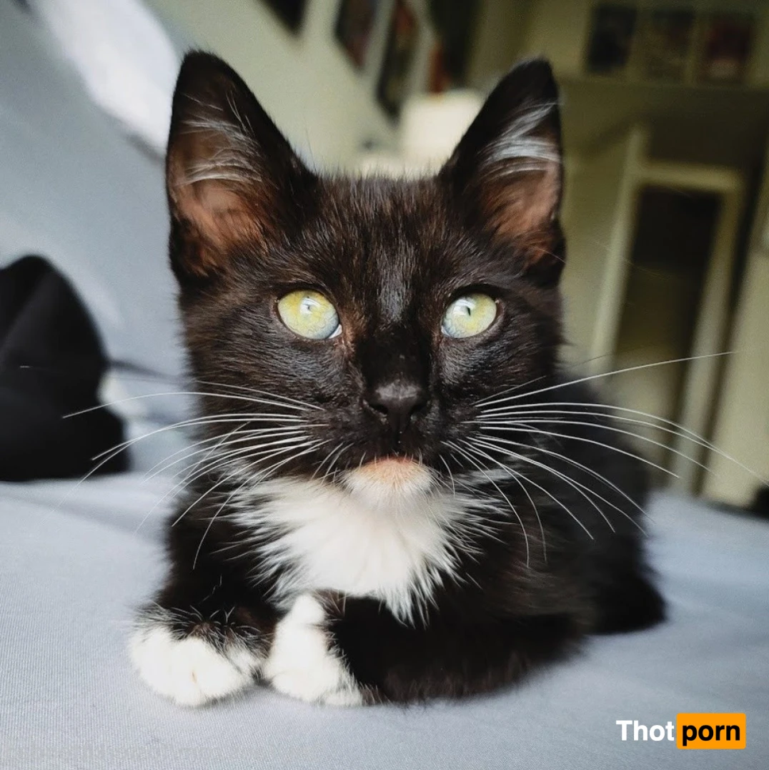 Foster Kitten Dad 16324291