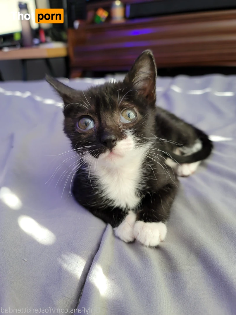 Foster Kitten Dad 16324319