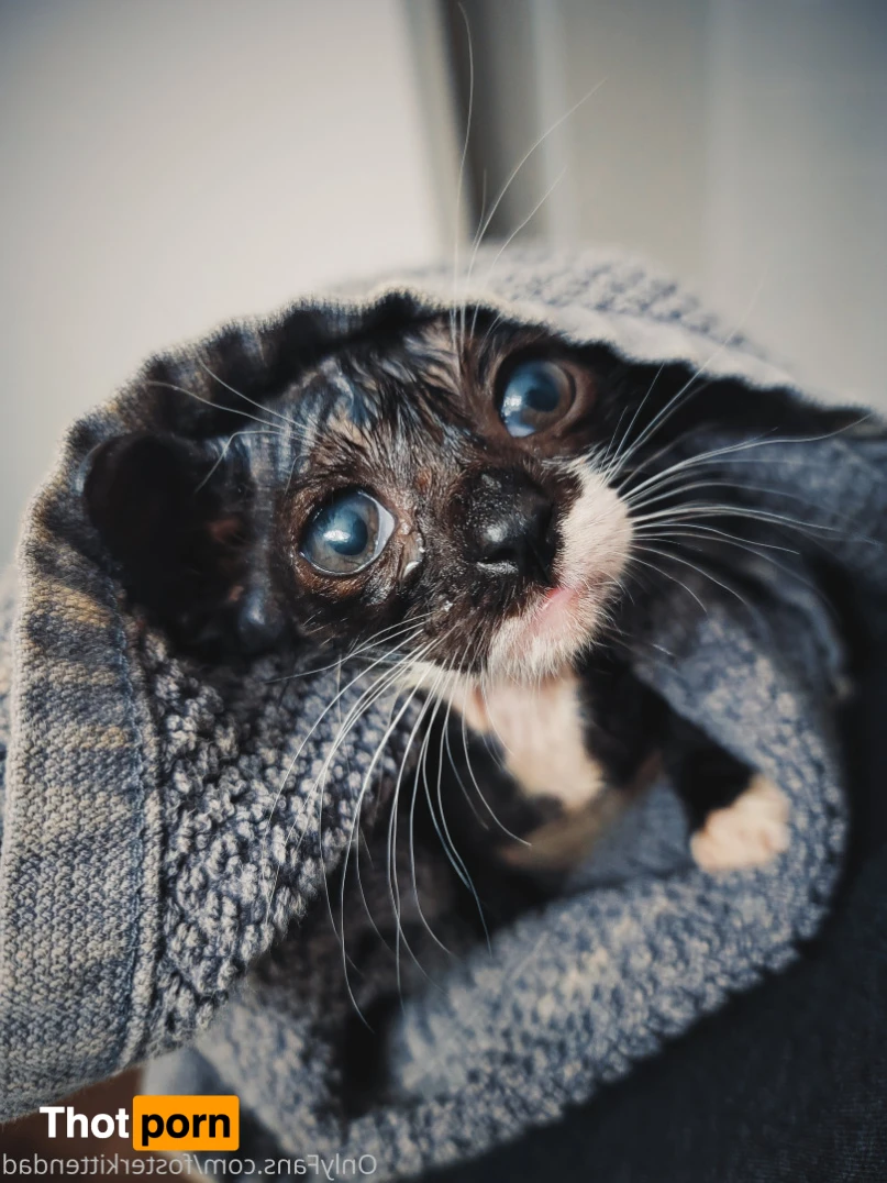 Foster Kitten Dad 16324336