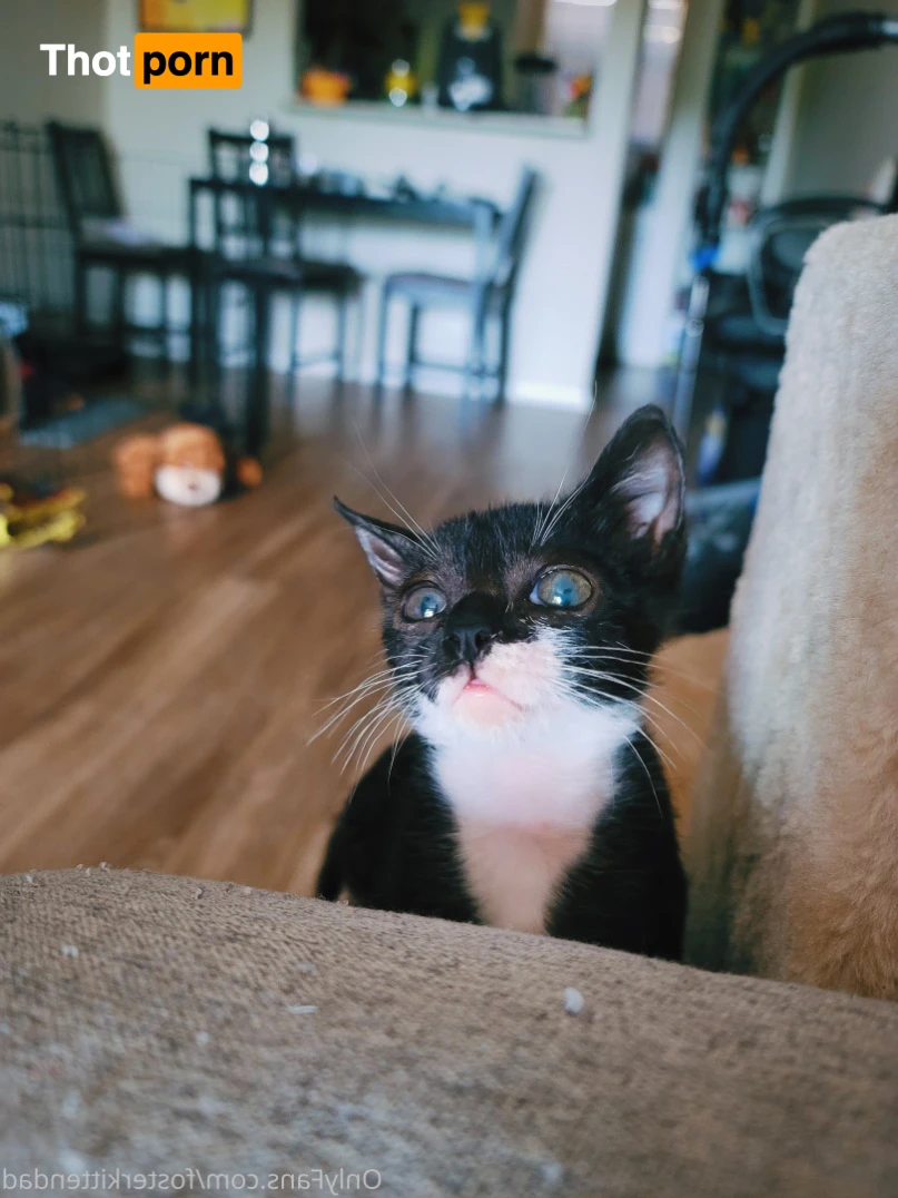 Foster Kitten Dad 16324353