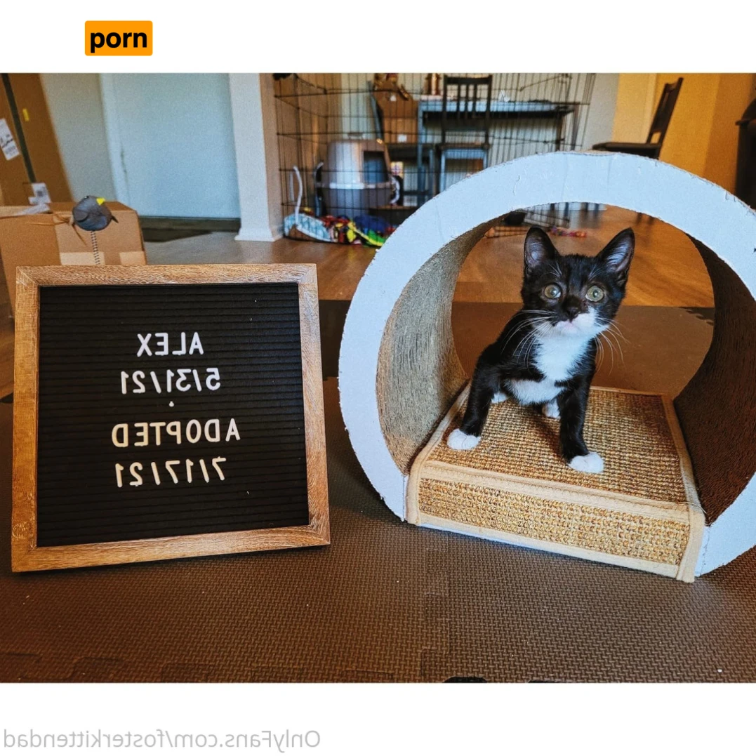 Foster Kitten Dad 16324367