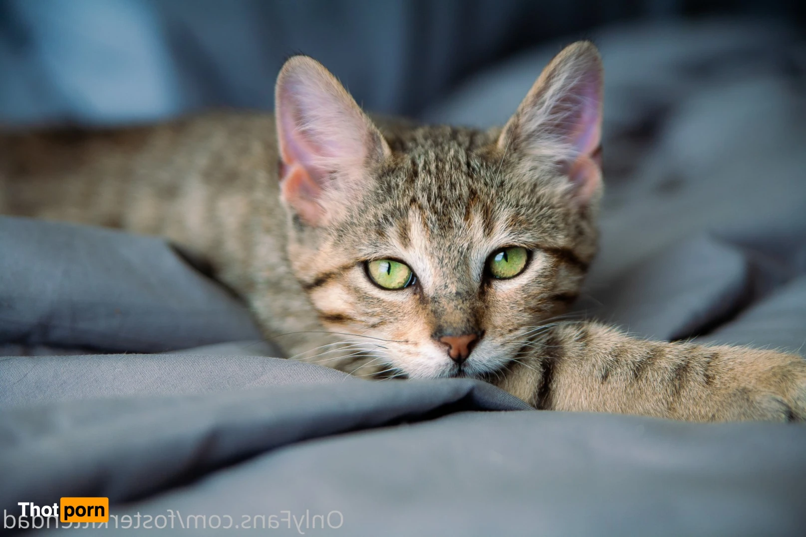 Foster Kitten Dad 16324409