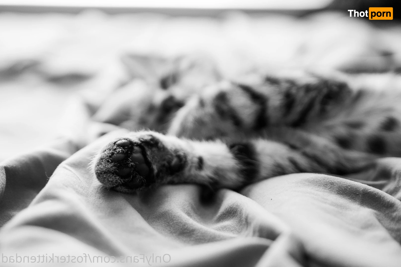 Foster Kitten Dad 16324434