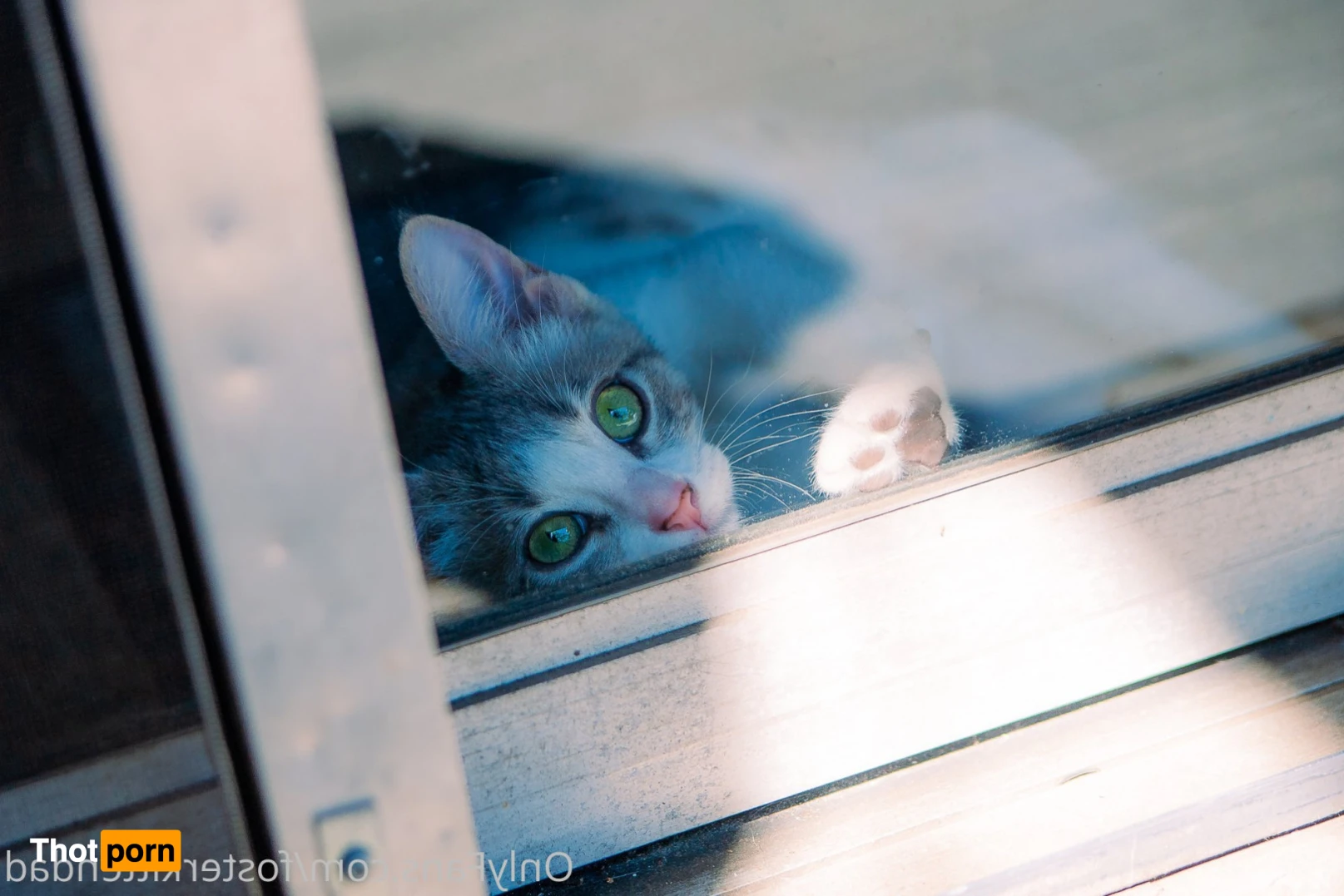 Foster Kitten Dad 16324454