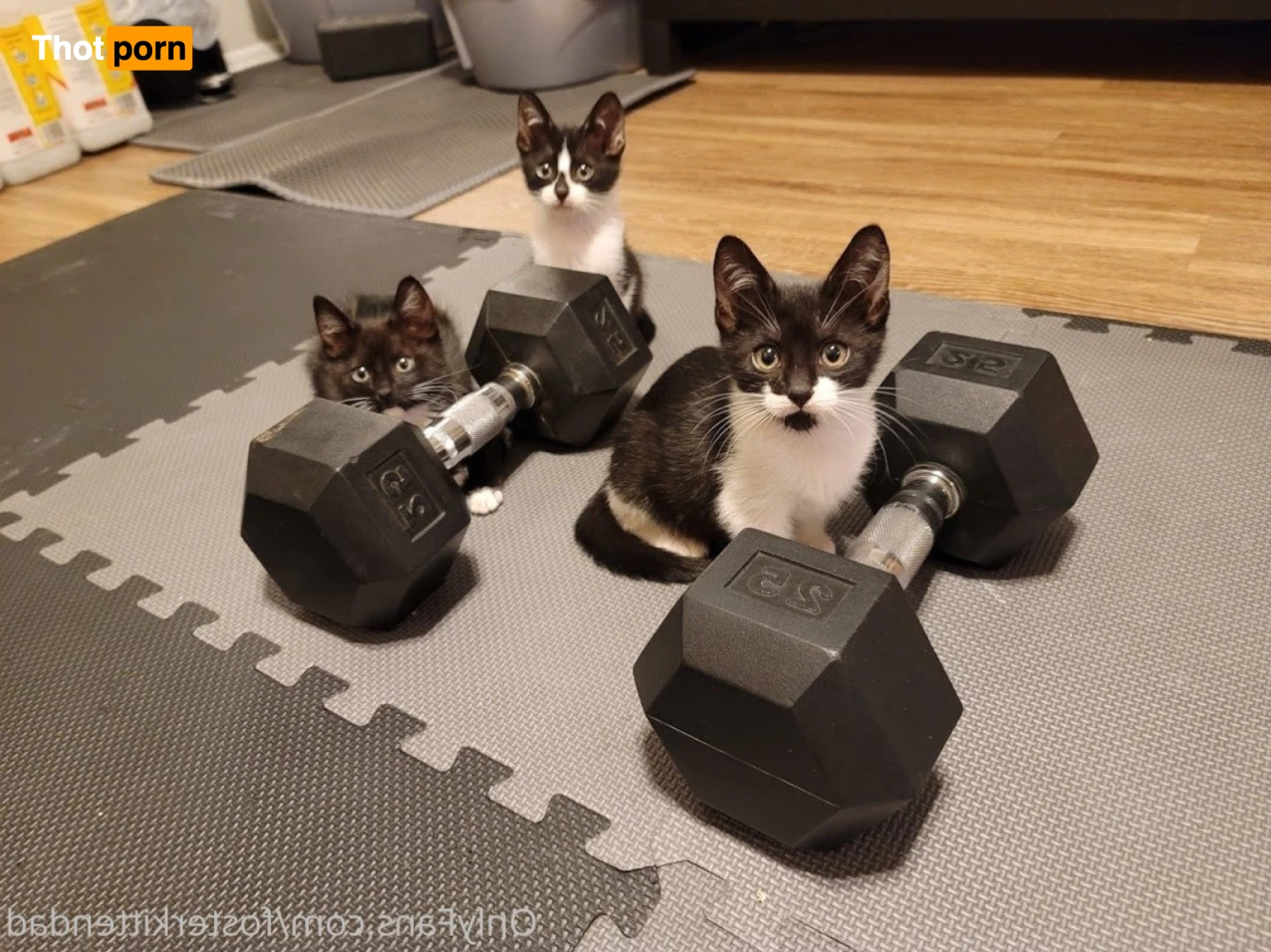 Foster Kitten Dad 16324500