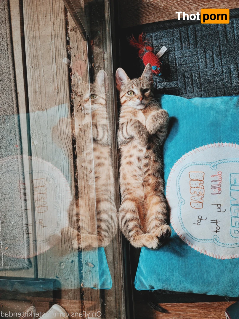 Foster Kitten Dad 16324528