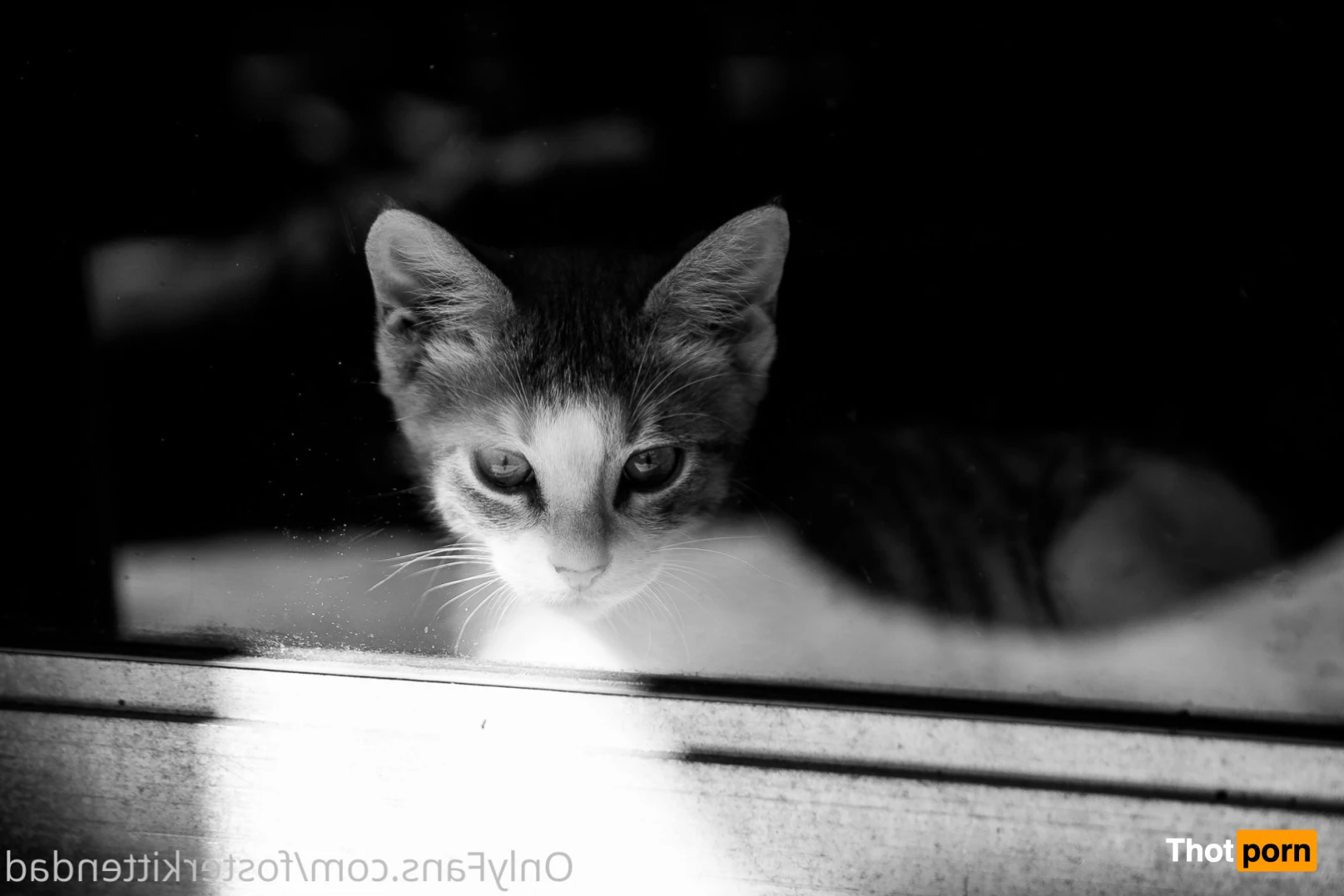 Foster Kitten Dad 16324579