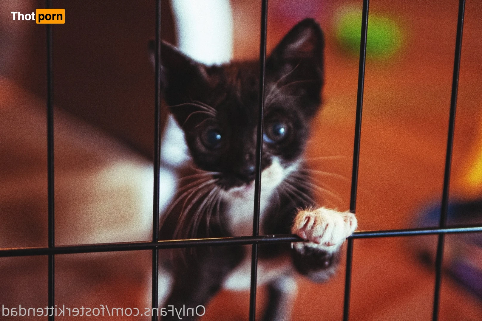 Foster Kitten Dad 16324593