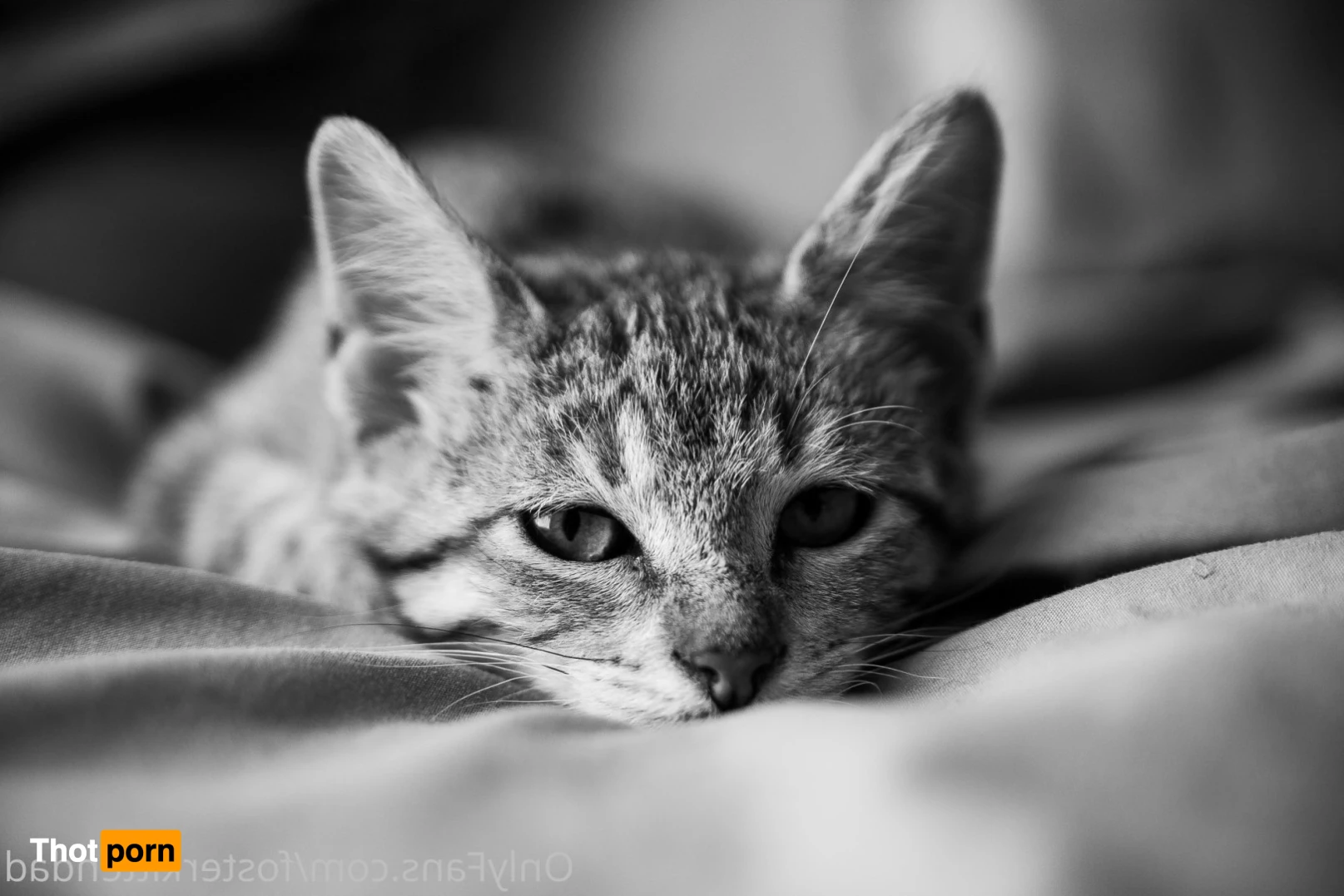 Foster Kitten Dad 16324645