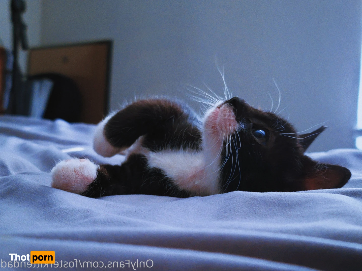 Foster Kitten Dad 16324665