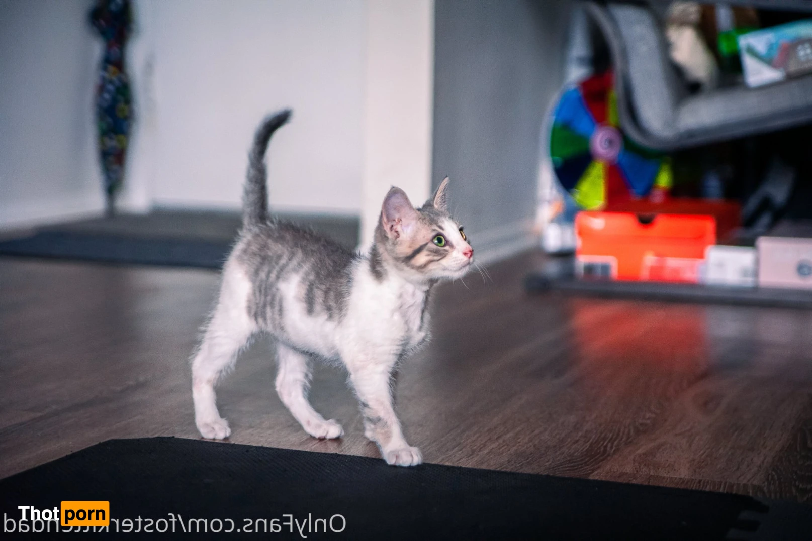 Foster Kitten Dad 16324694